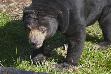 Image showing Sun Bear