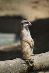 Image showing Meerkat