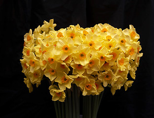 Image showing Daffodils