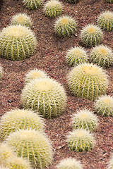 Image showing Golden Barrel Cactus