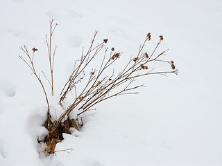 Image showing Dried Burdock Plant Among Snow