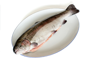 Image showing rainbow trout