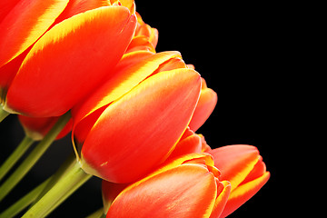 Image showing Fresh tulips in boots