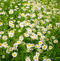 Image showing Daisies spring field