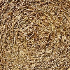 Image showing Straw hay