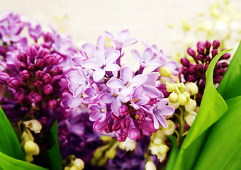 Image showing Lilac