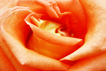 Image showing Beautiful rose