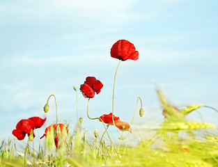 Image showing Poppy against the sky