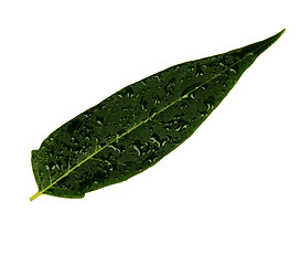 Image showing Green leaf