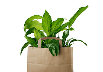 Image showing Eco bag 