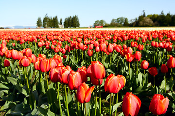 Image showing Red tulips