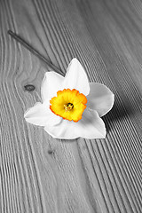 Image showing Bright flower 