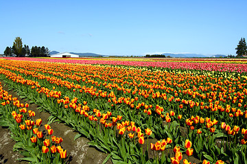 Image showing Colorful tulips