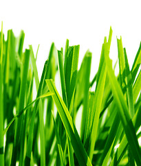 Image showing Green grass