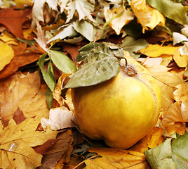 Image showing Quince 