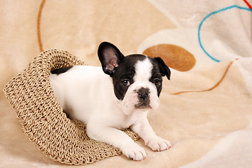 Image showing French bulldog puppy