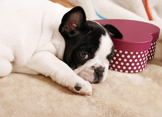 Image showing French bulldog puppy