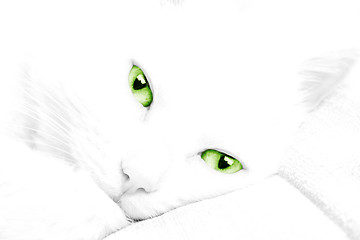 Image showing White cat