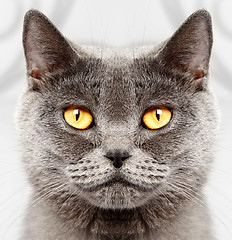 Image showing British short hair cat 