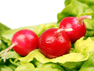 Image showing Radish