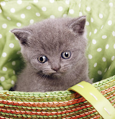 Image showing British short hair kitten