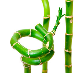 Image showing Lucky Bamboo Plant (Dracaena sanderiana)