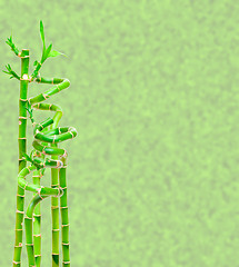 Image showing Lucky Bamboo Plant (Dracaena sanderiana)