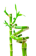 Image showing Lucky Bamboo Plant (Dracaena sanderiana)