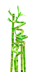 Image showing Lucky Bamboo Plant (Dracaena sanderiana)