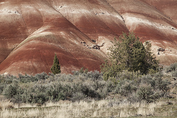 Image showing Detail, Painted Hills Unit, John Day National Monument