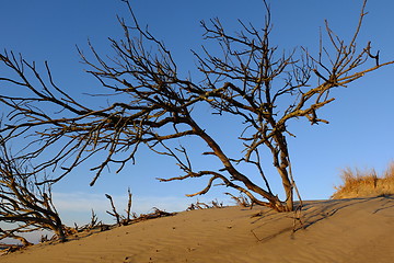 Image showing Bare bush.