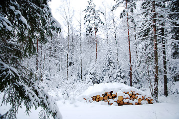 Image showing Snowy log pile