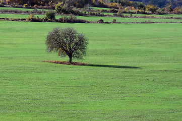 Image showing Lone Tree in the Field