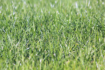 Image showing Green vibrant grass