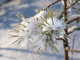 Image showing Snow in spruce tree