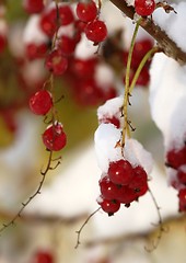 Image showing Red currant covered in snow