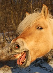 Image showing Norwegian fjord horse