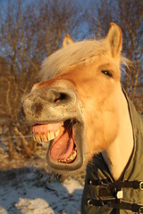 Image showing Norwegian fjord horse laughing