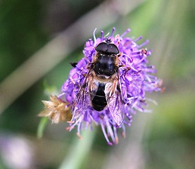 Image showing Fly on a flower