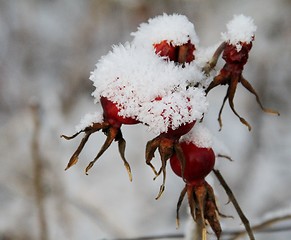 Image showing Rose hips covered in snow