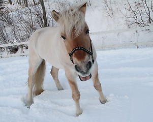 Image showing Norwegian fjord horse