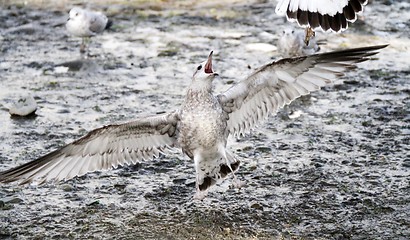 Image showing Young gull