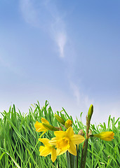 Image showing Daffodils