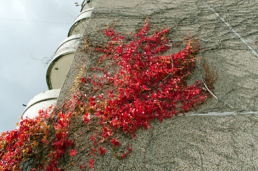 Image showing flat house wall red color creeper grow autumn 