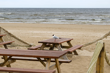 Image showing wooden tables benches sea ocean beach seagull gull 