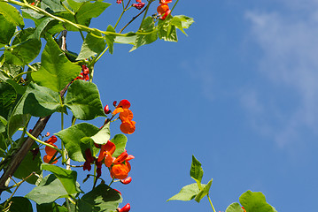 Image showing kidney beans blooming phaseolus garden red sky 