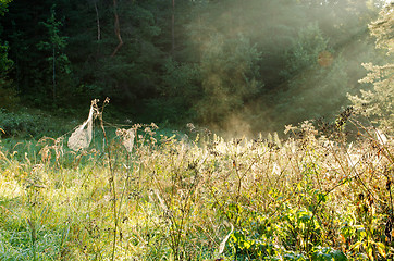 Image showing dewy spider web plants sunlight meadow vapour 