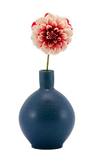 Image showing pink dahlia flower bloom retro blue vase isolated 