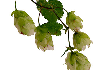 Image showing ecological hop plant beer production isolated 