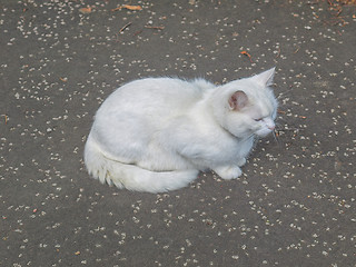 Image showing Cat